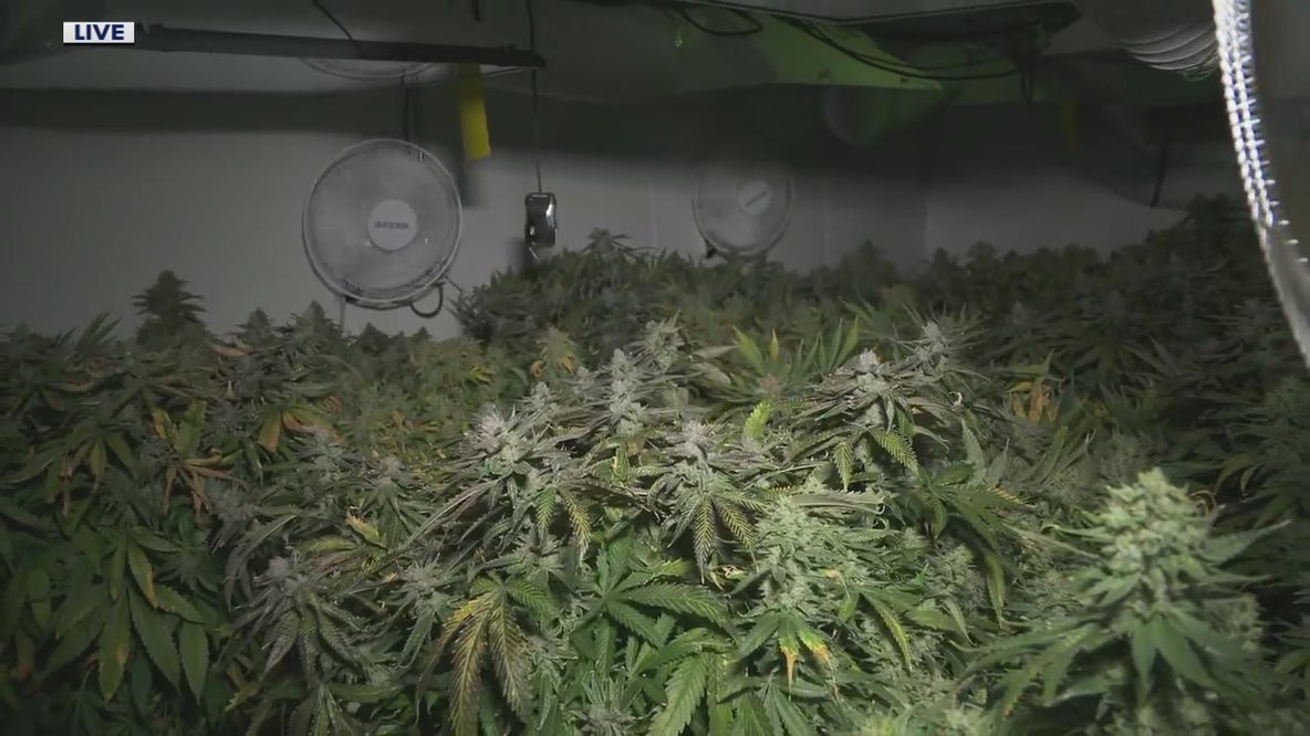 Ypsilanti Township grandma takes on city over medical marijuana in basement